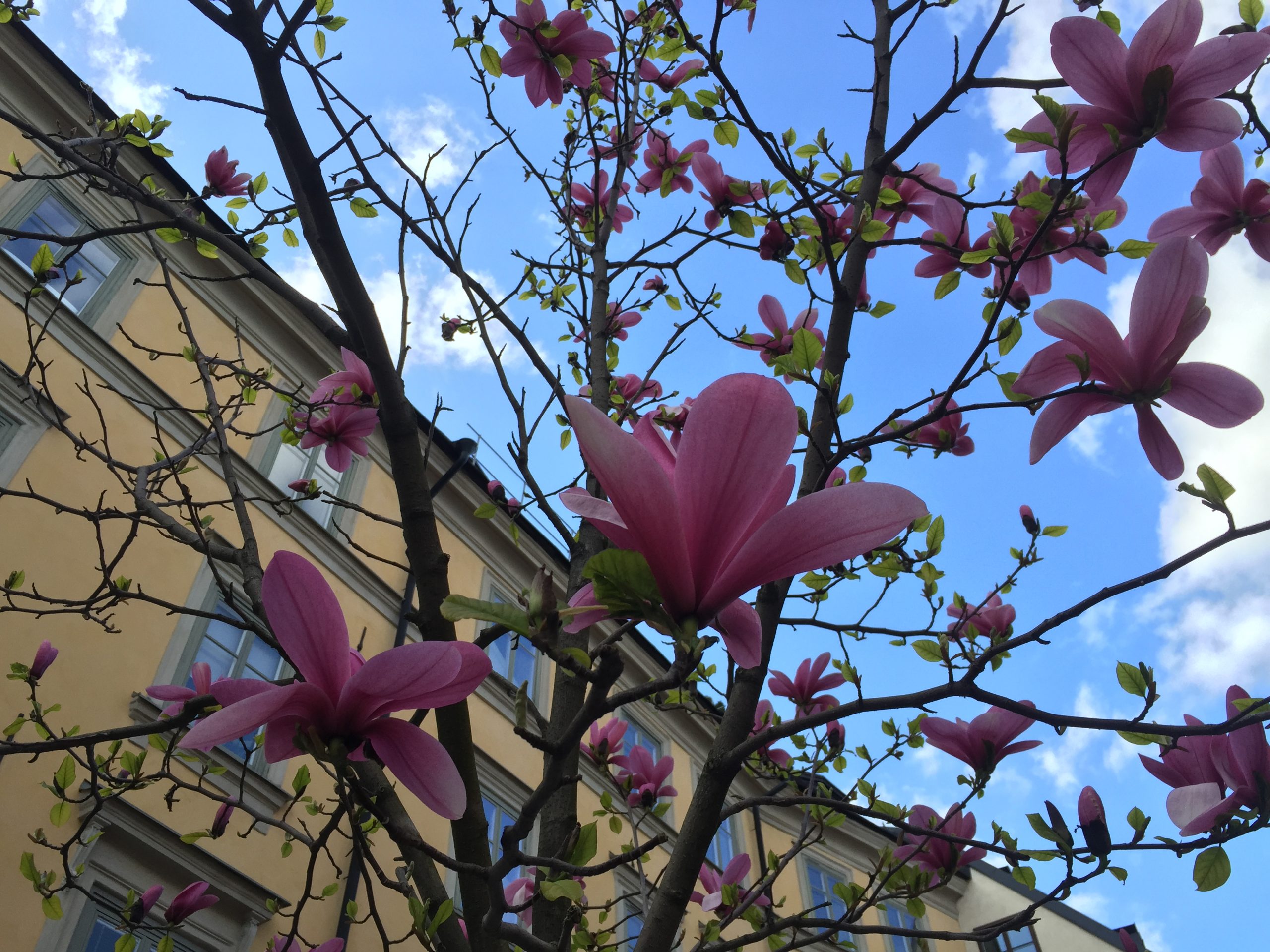 Magnolia